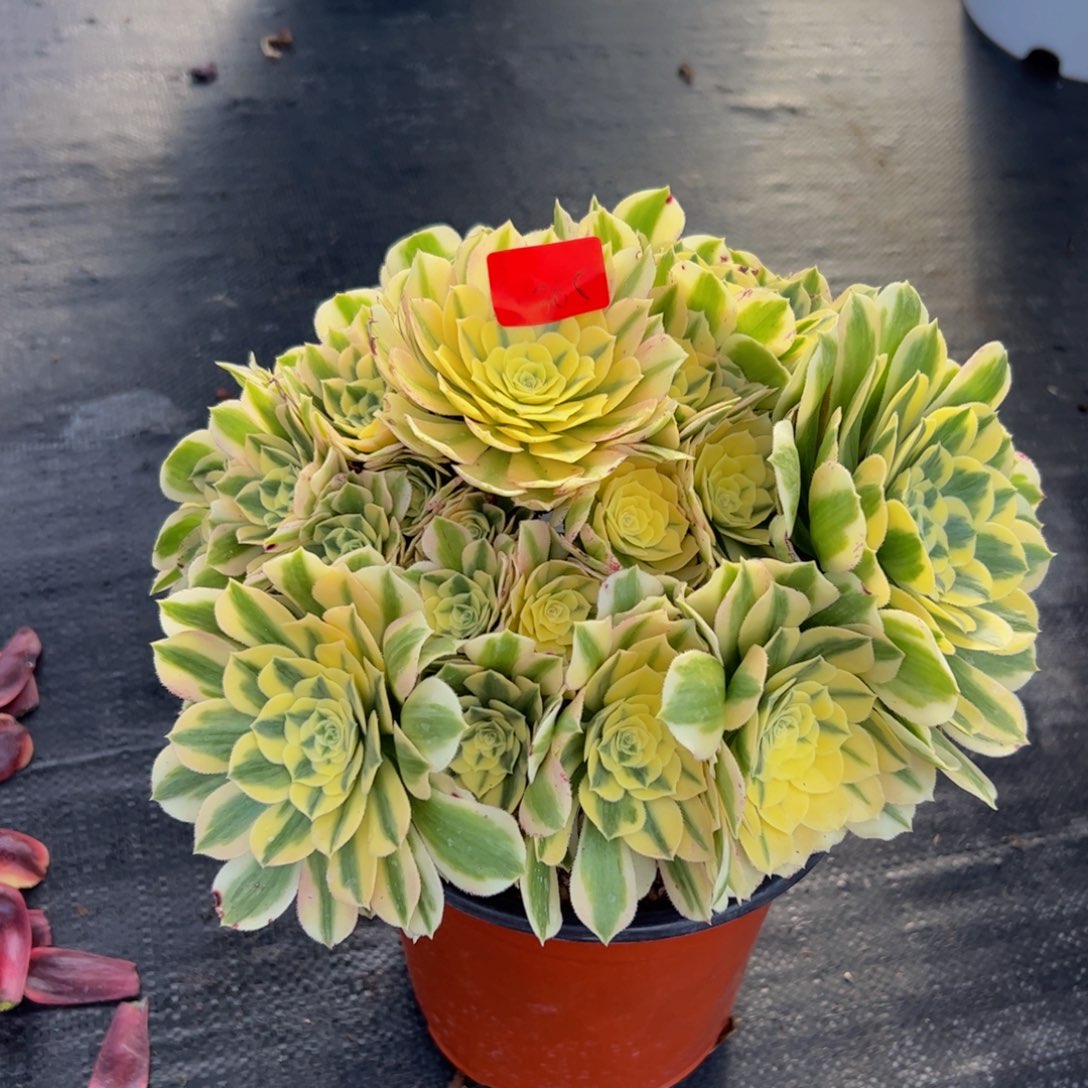 305炖肉植物发货迈巴赫