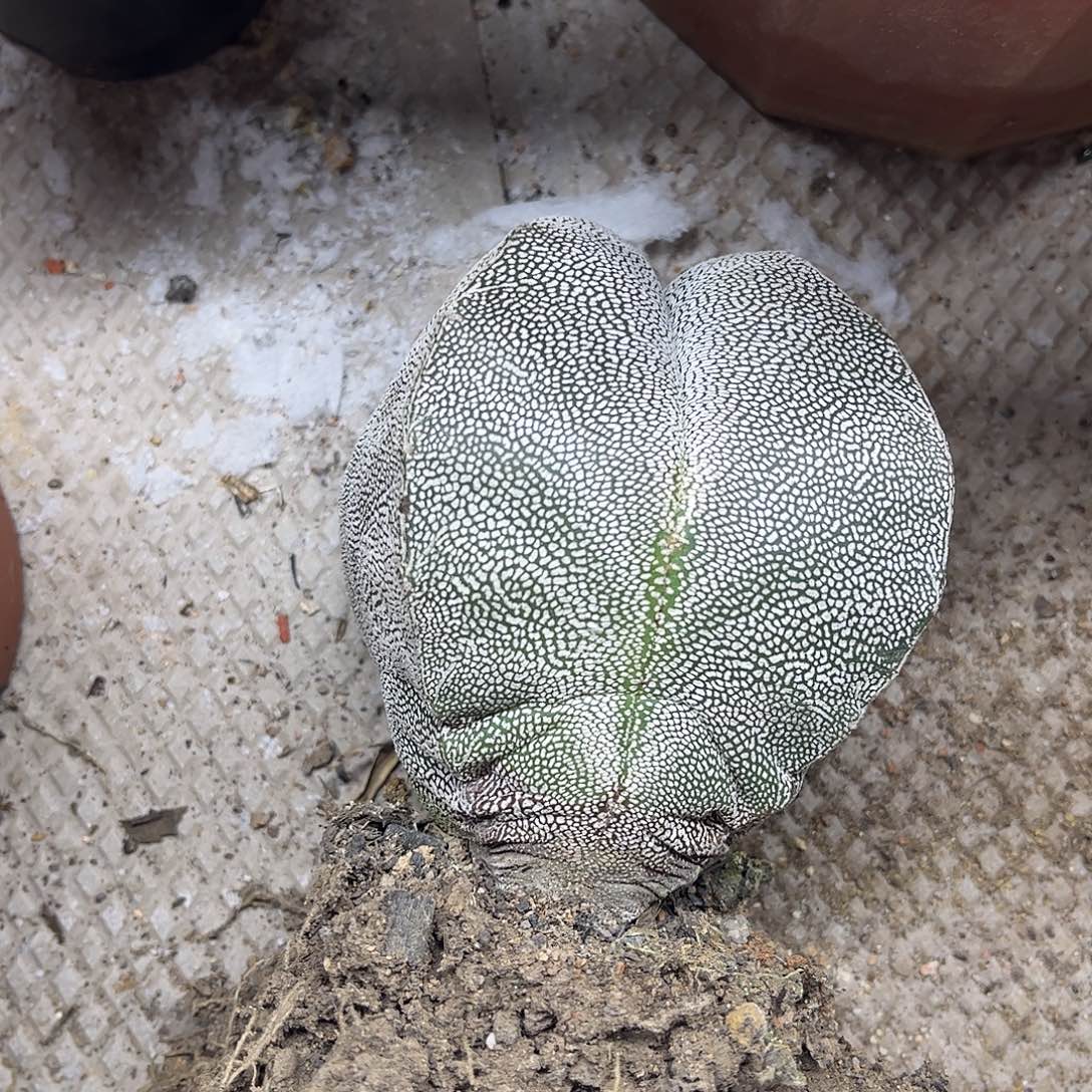 王***亮无花朵嗯种一颗花花