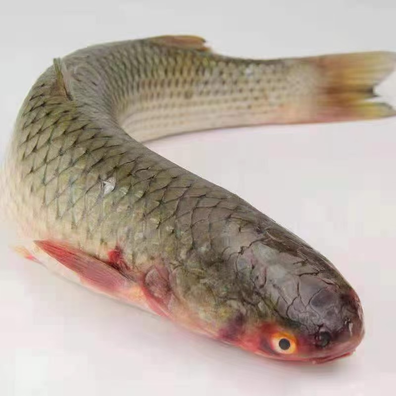 新鲜海捕 海支鱼 鲜活速冻 2-3斤/条 发两条 去内脏 整条冷链发货