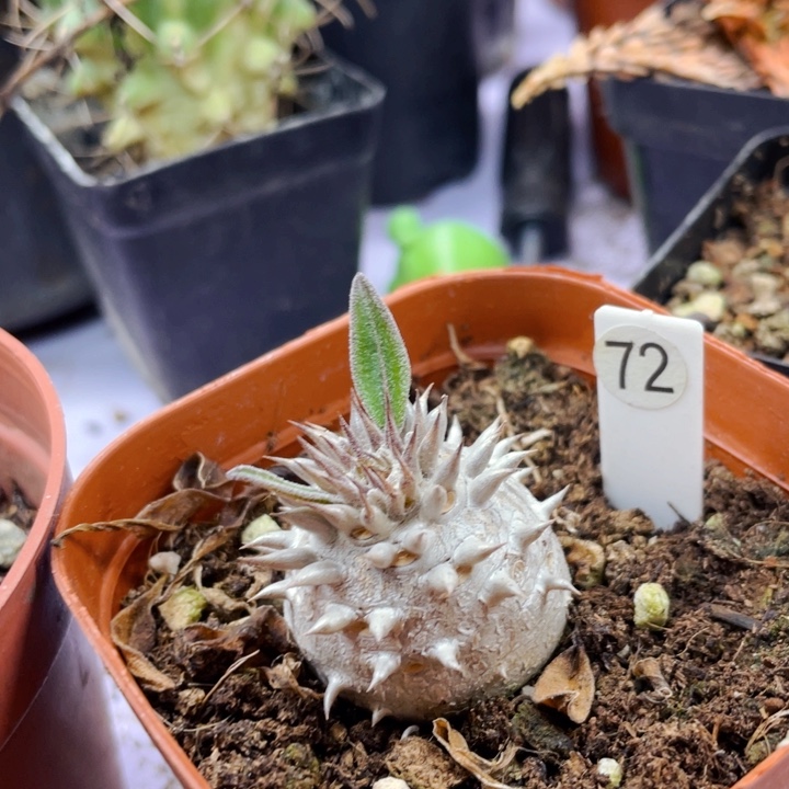 非偏远地区满25包邮仙人球