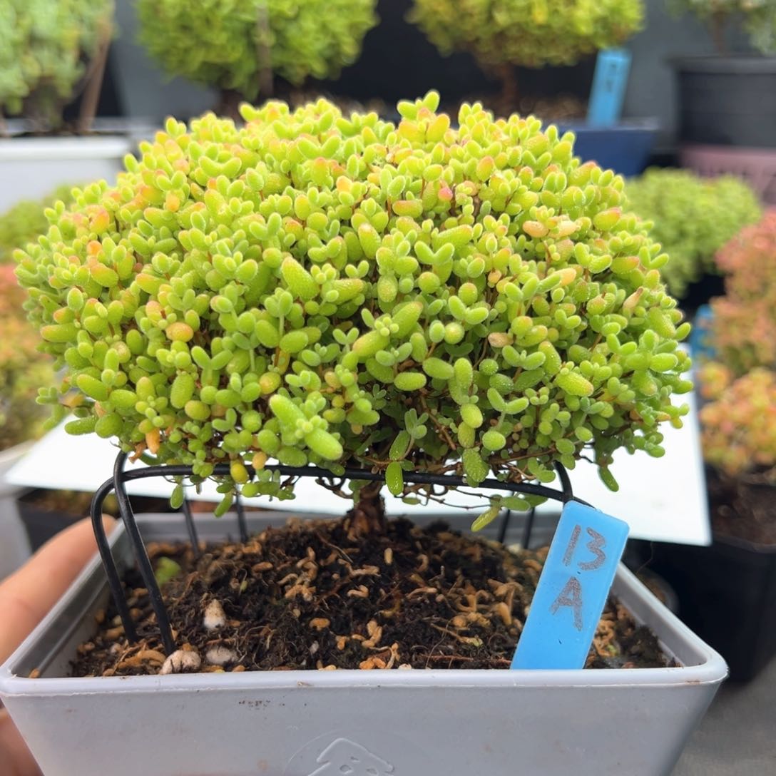 蜜橘糖球蘑菇头13号