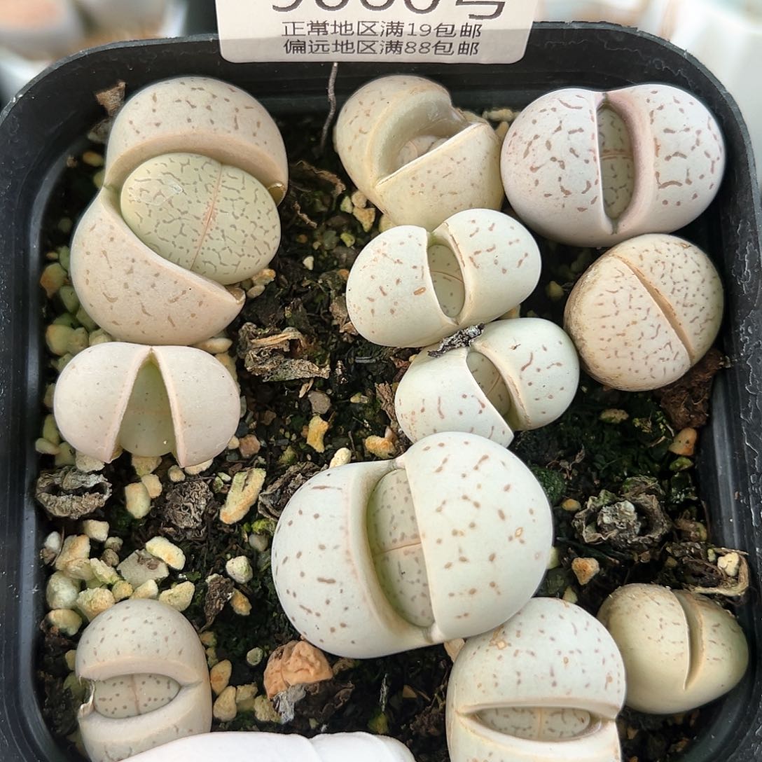 好养易活生石花大母本9060