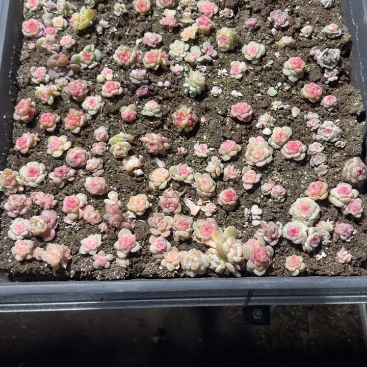 李***星100号王者混合一框