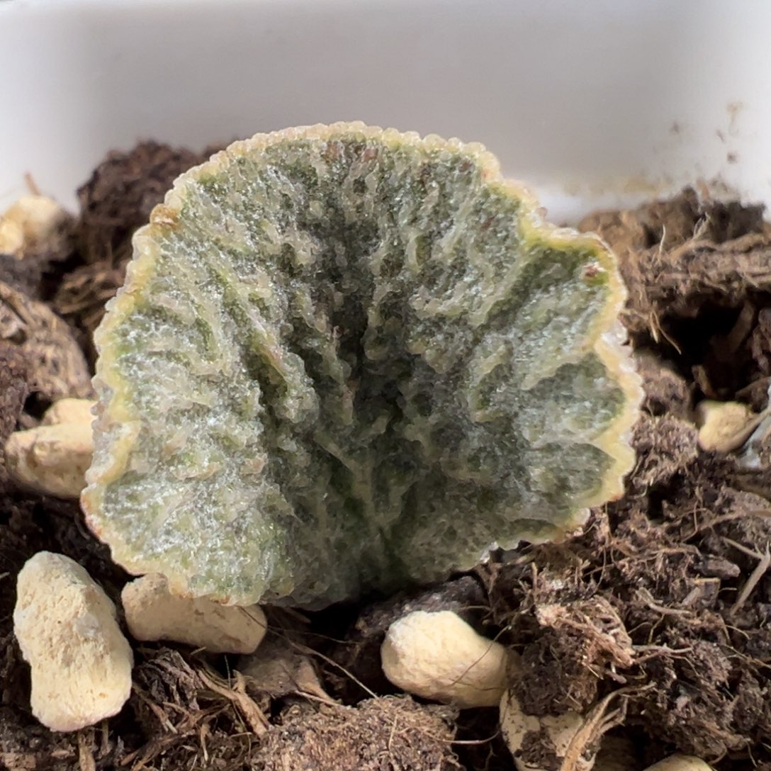 w红玫瑰多肉植物水泡