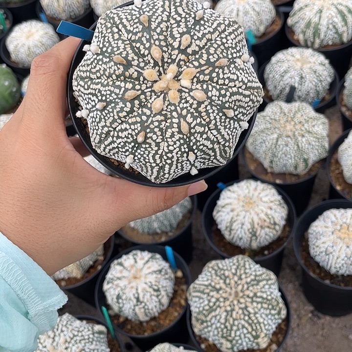 超兜微瑕疵特价不退换货