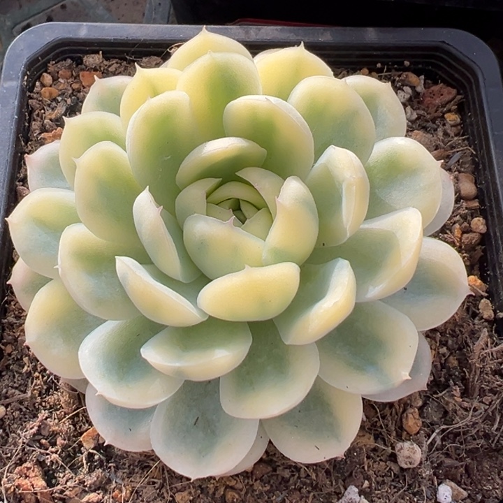 草莓冰锦一物一拍锦龙