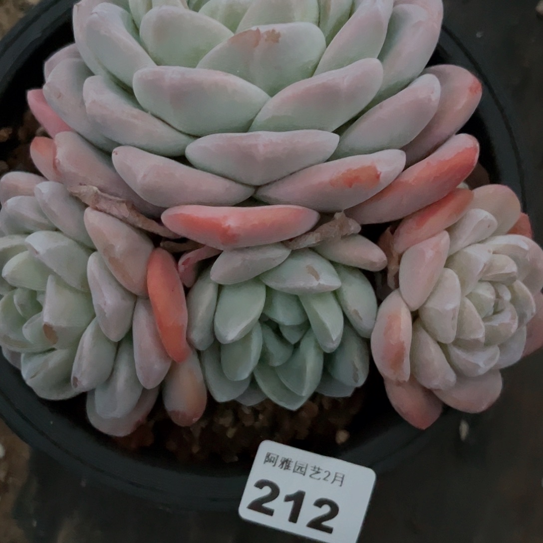 阿雅园艺。           212