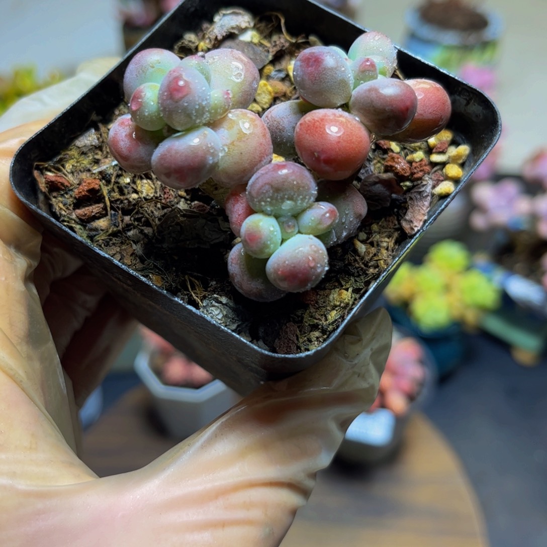 193一代苹果奶酪6厘米多肉