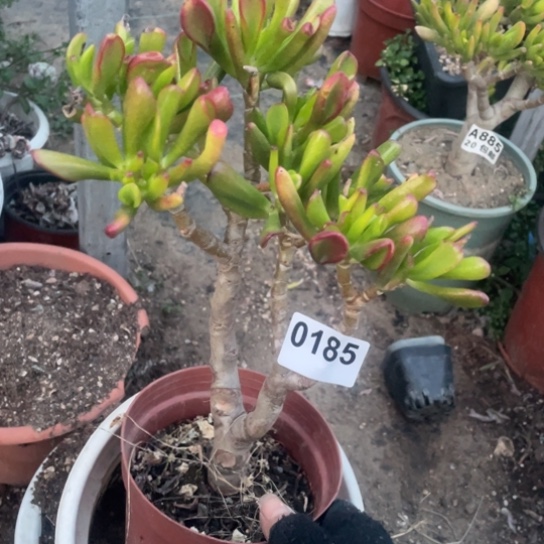 多肉植物0185吸财树