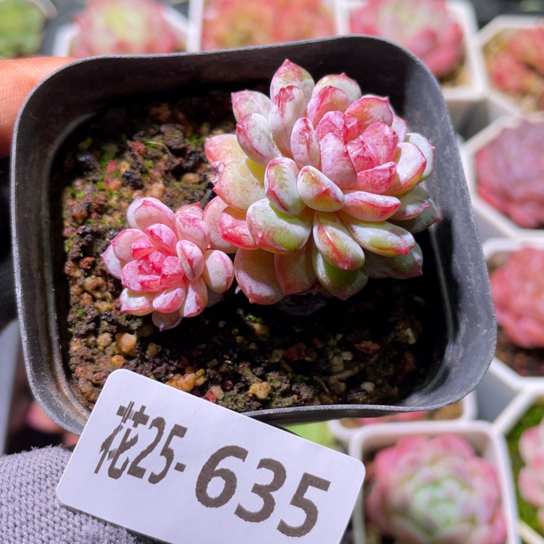 花利美25-635血钻