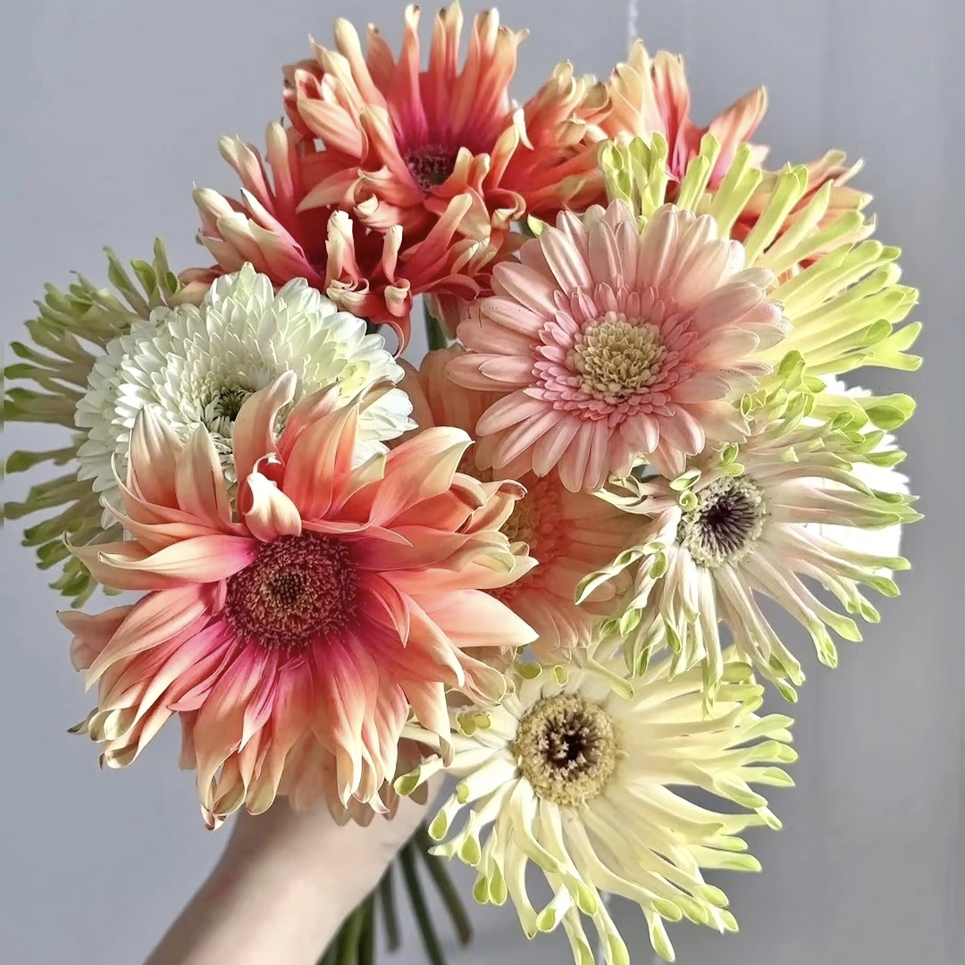 【卷边非洲菊10枝】（任意三件包邮）未拍保温棉，冻伤不售后