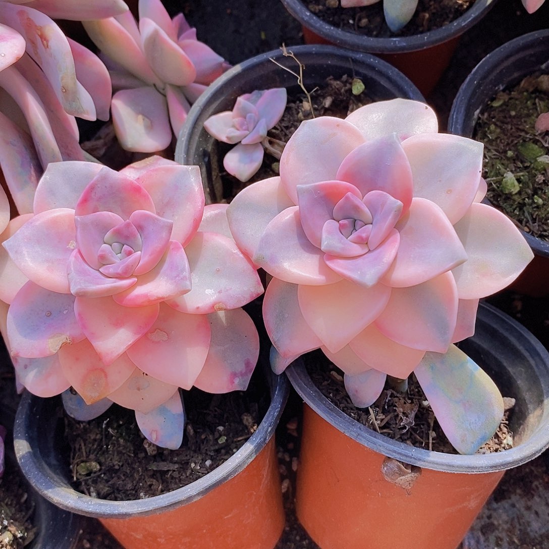 紫乐锦两颗包邮包邮