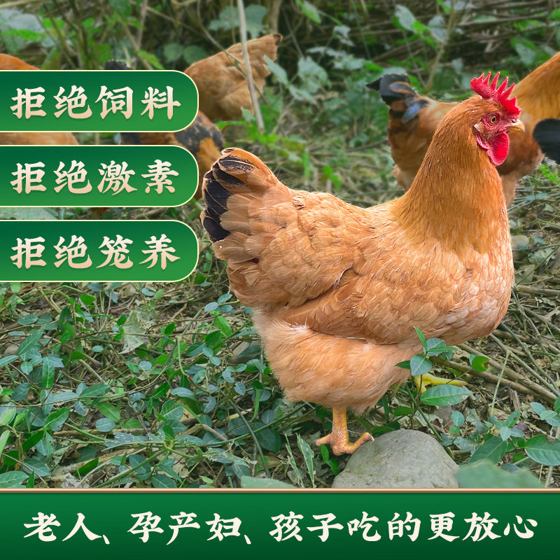 放养黄油老母鸡 1只净重共 1.6-1.8斤 带内脏