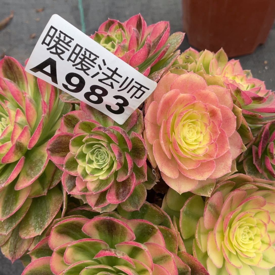 紫砂茶杯小*983超个哥哥哈哈哈哈