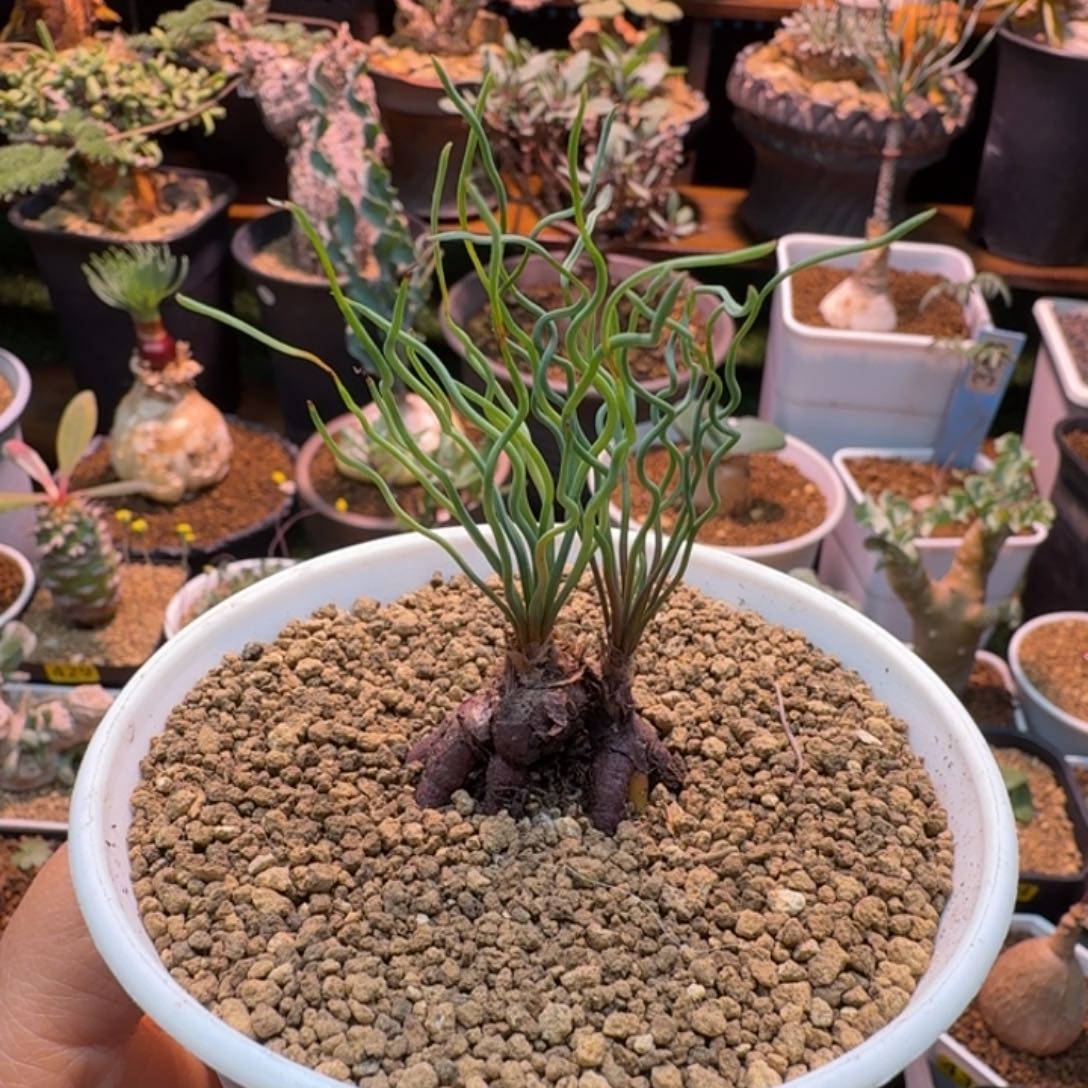 方便面弹簧草347 仙人掌