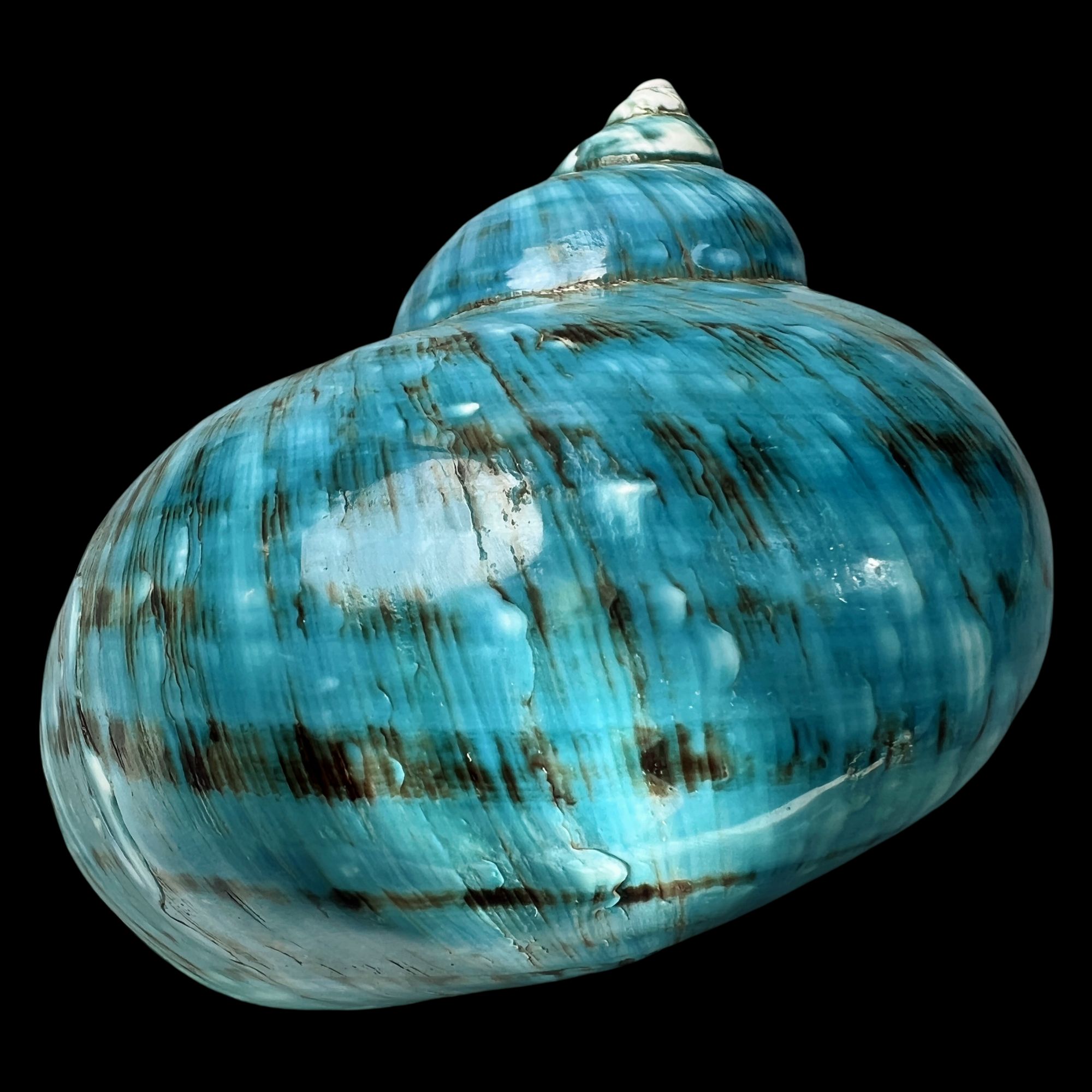 【帝王螺杯（特大！精品）】95.7mm 赠1串杯托 天然贝壳 C3