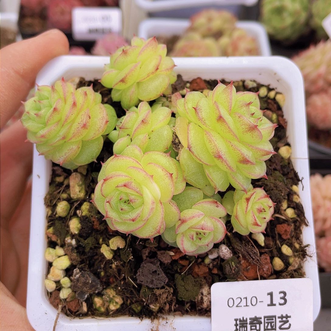 00000000000013量拍