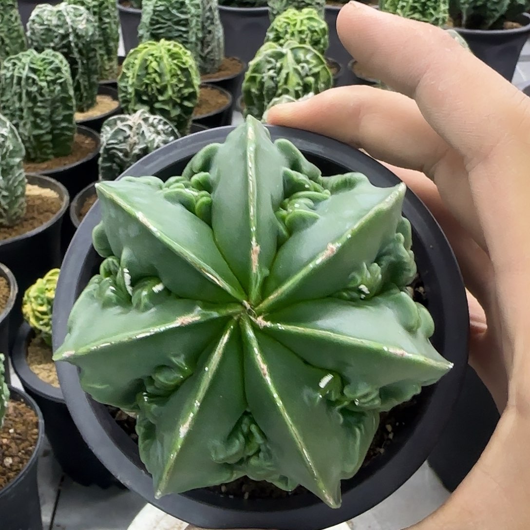 核桃鸾凤玉实生根016