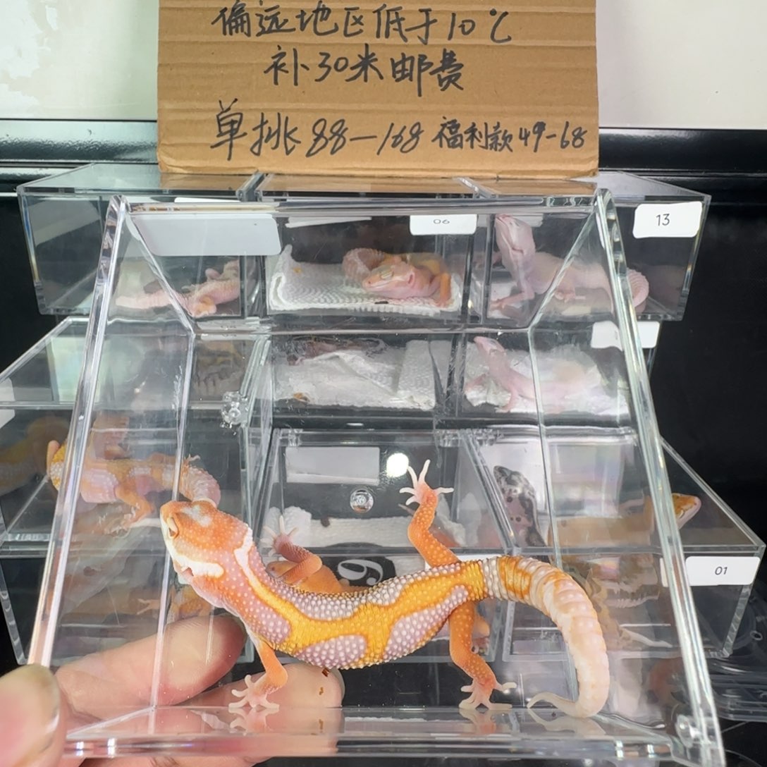 豹纹守宫暴龙一只