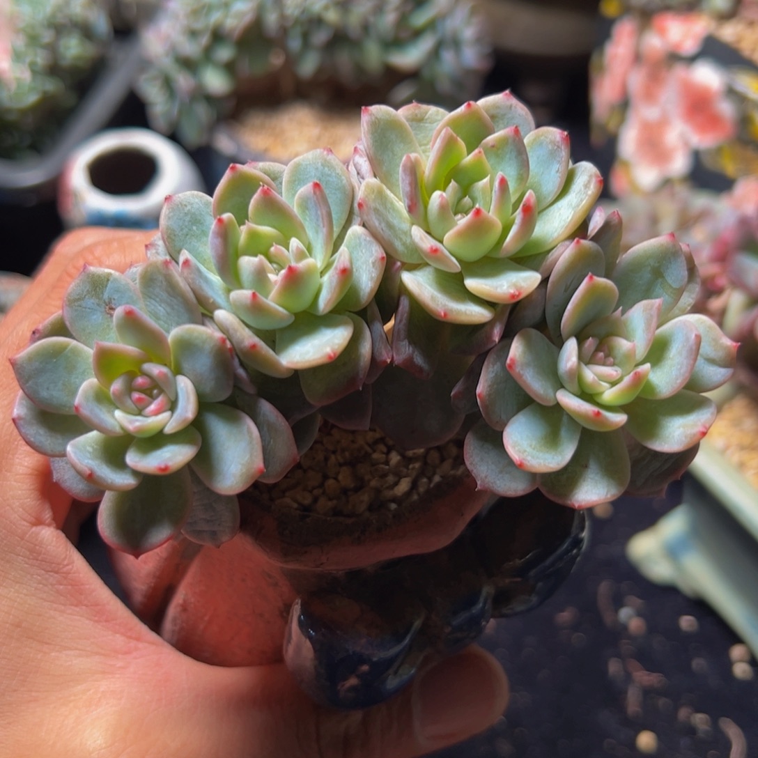  新年快乐新年快乐