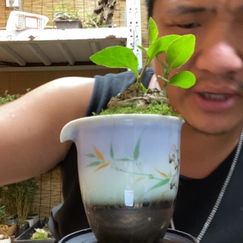 红陶:****:一物一拍所见即所得39