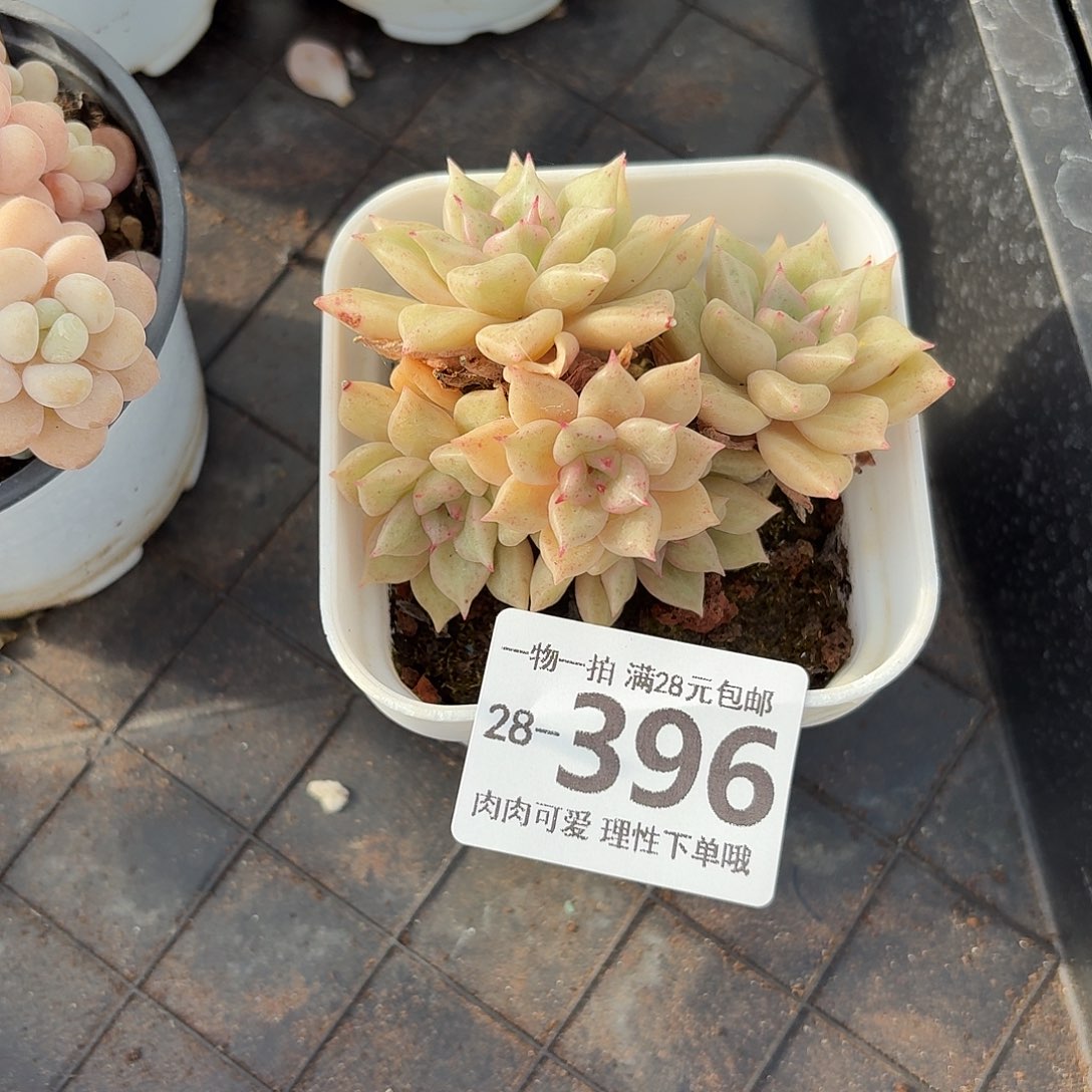 黄金璀璨无盆土发货无盆