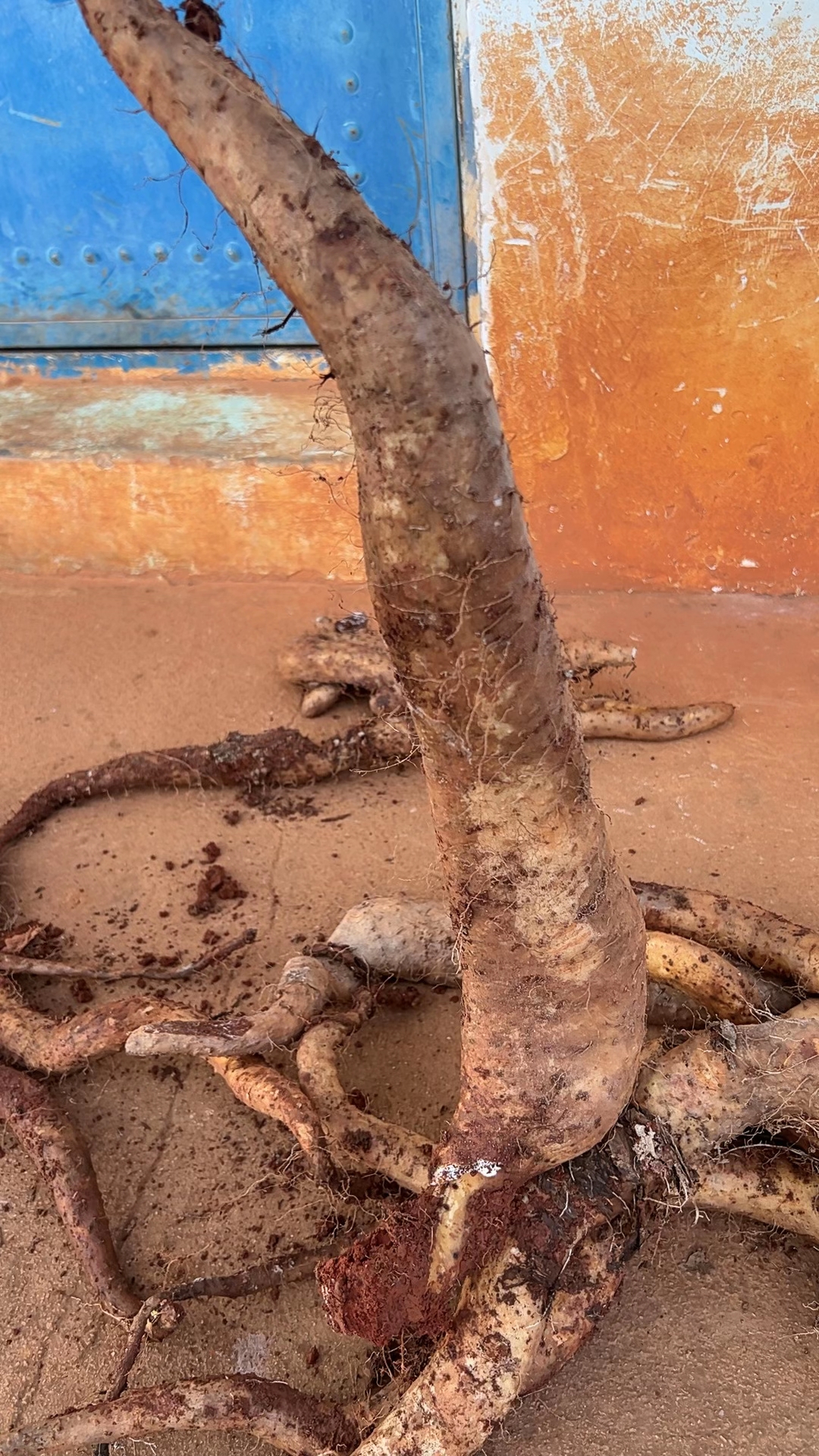 【正宗+古法】云南红土地牛尾山药-自然生长更糯更香，比铁棍更好吃！