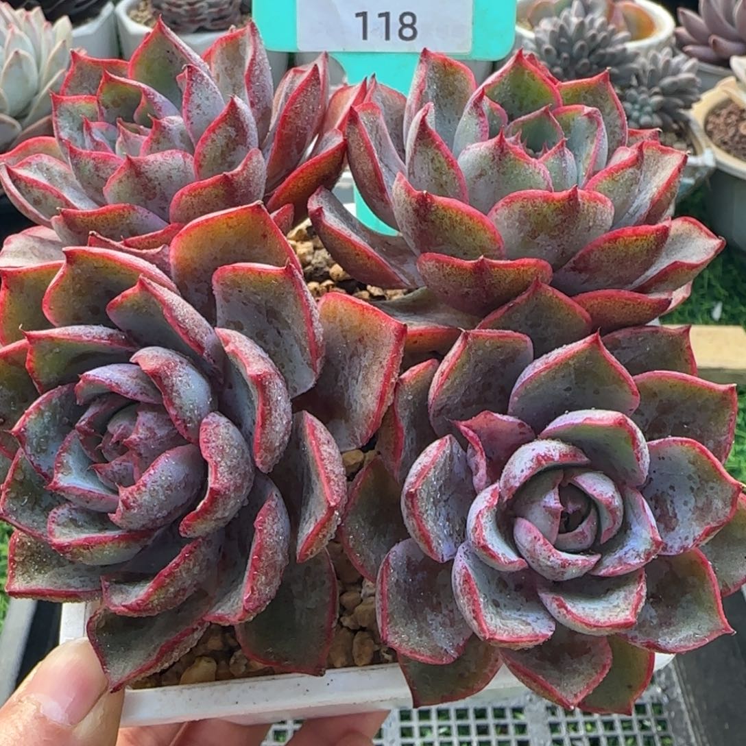 唐二姐多肉编号118