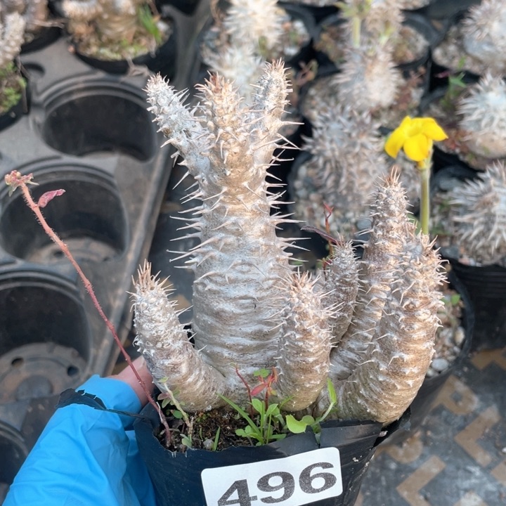 496莲座棒槌块根