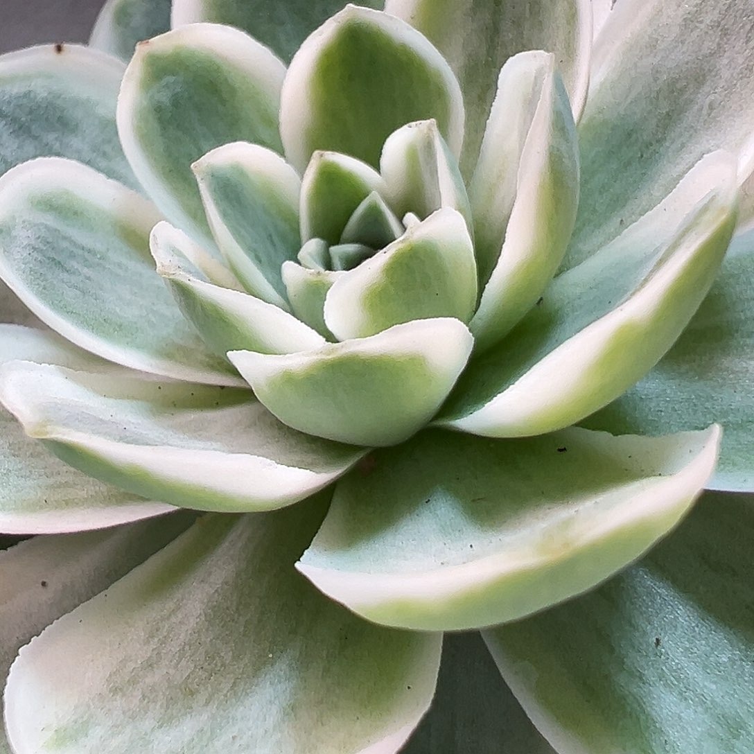 山地玫瑰锦秋夕663号