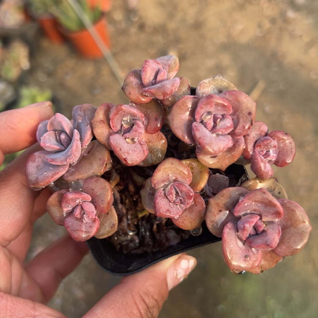 多肉植物多肉植物