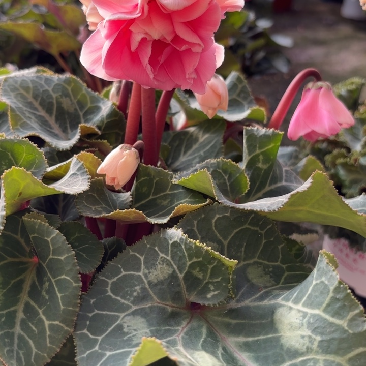 完全开放超级大花多重瓣