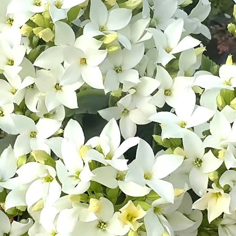 冰晶  单瓣带花苞130口径盆