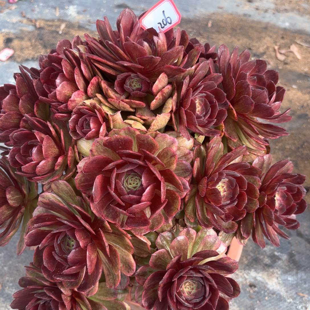 全部花朵206红拉丝多肉植物