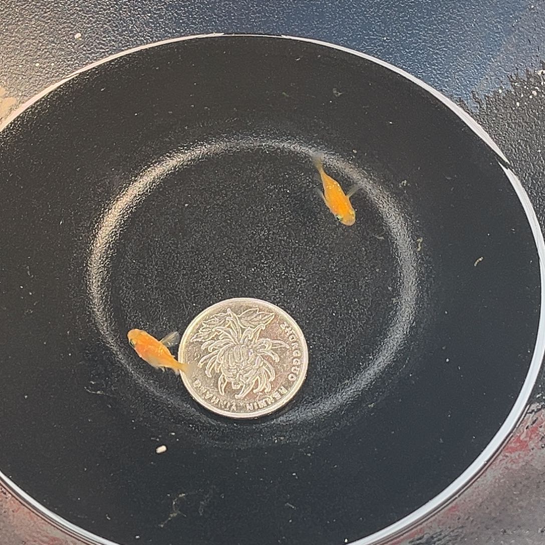 青鳉鱼球体2条42号