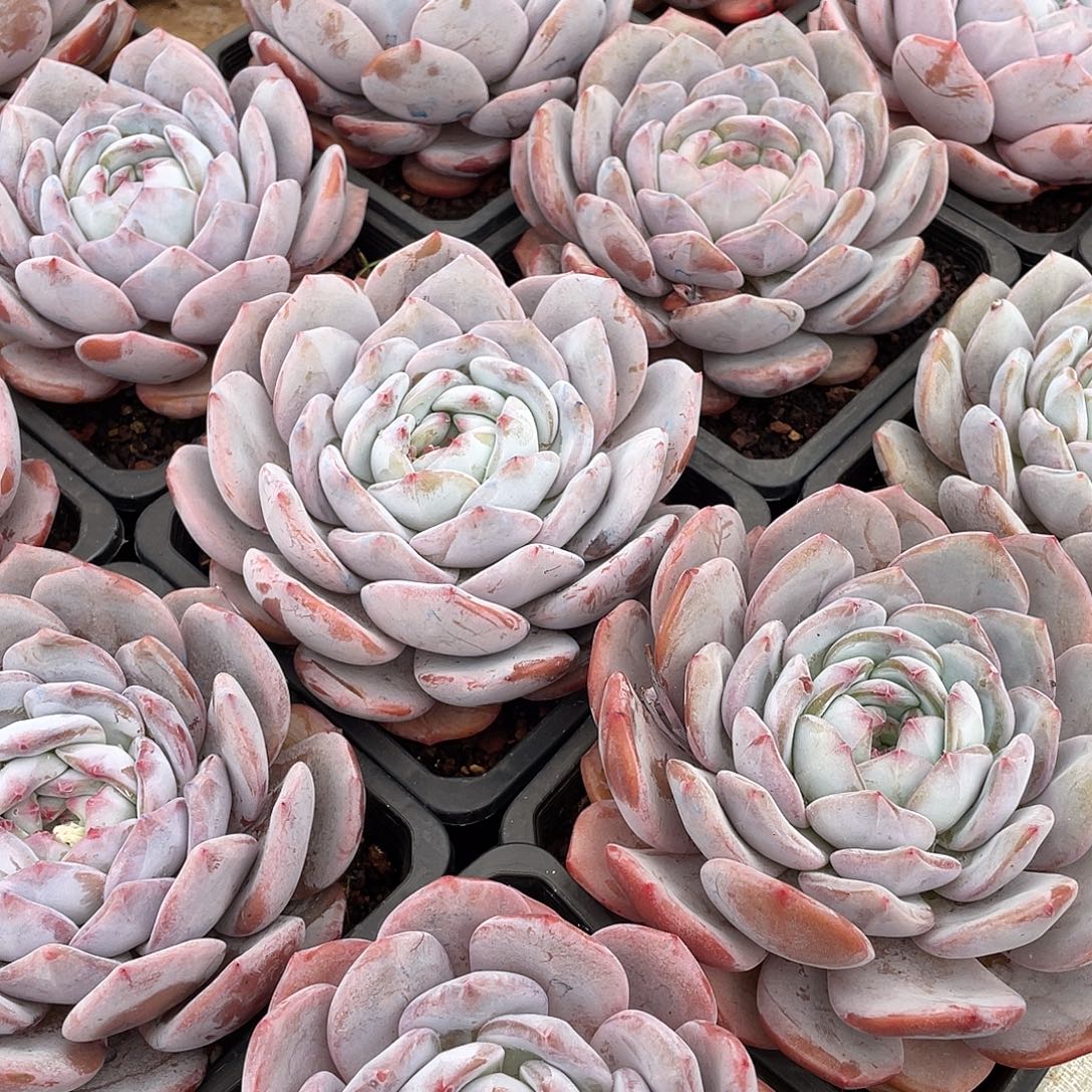 奶盖精控单头14厘米可挑