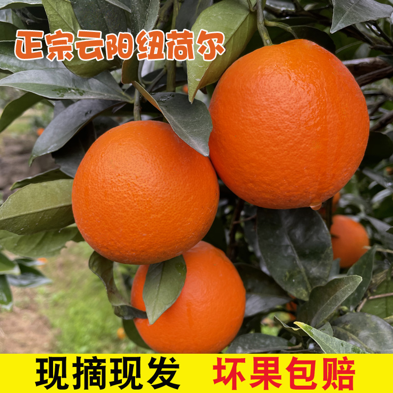 正宗云阳红橙脐橙10斤现摘现发新鲜橙子皮薄多汁甜蜜水果