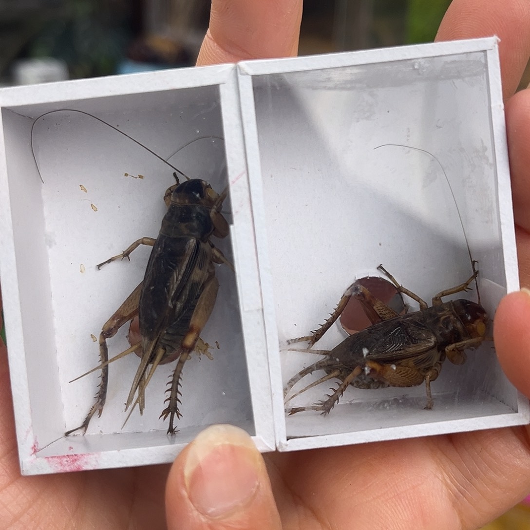 2条全品北京虫拍拍拍