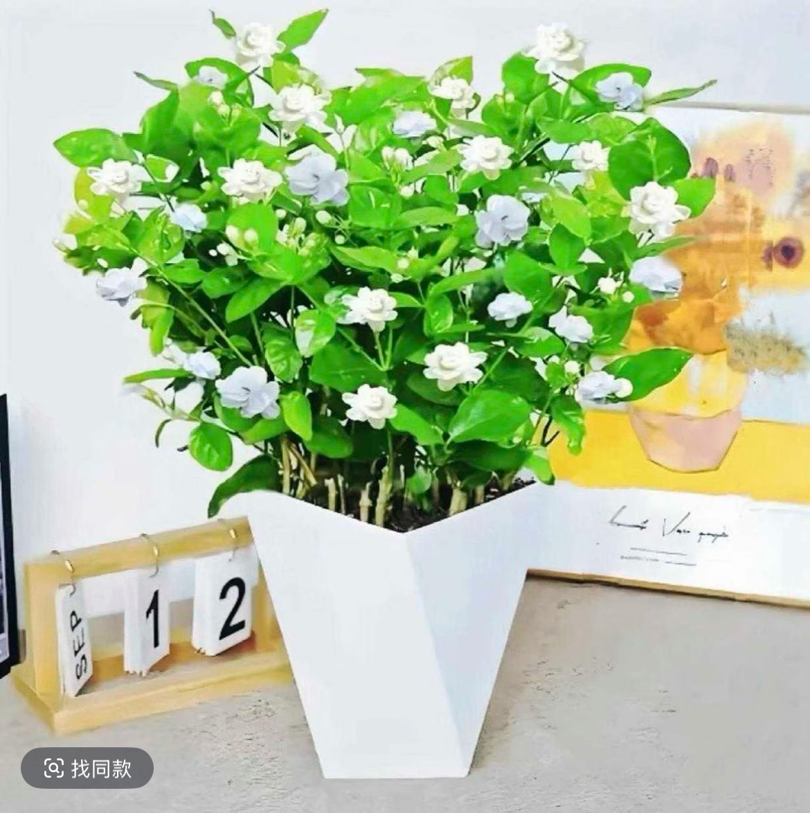 茉莉花盆栽带花苞浓香型四季开花室内办公室好养可驱蚊