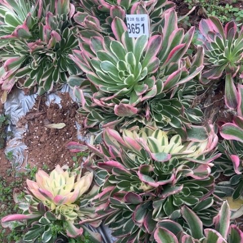 651白凤不包断枝