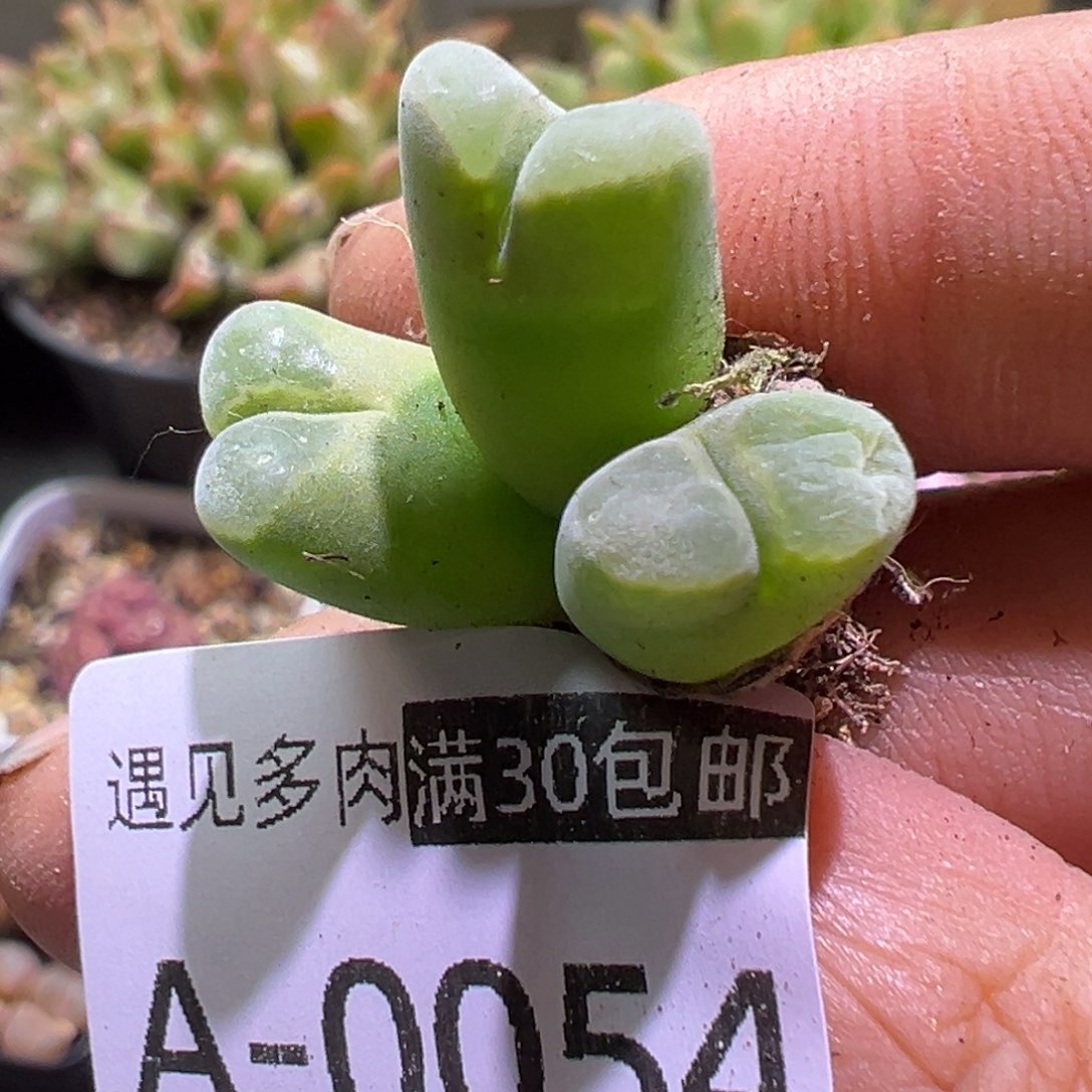多肉植物11111111111111111