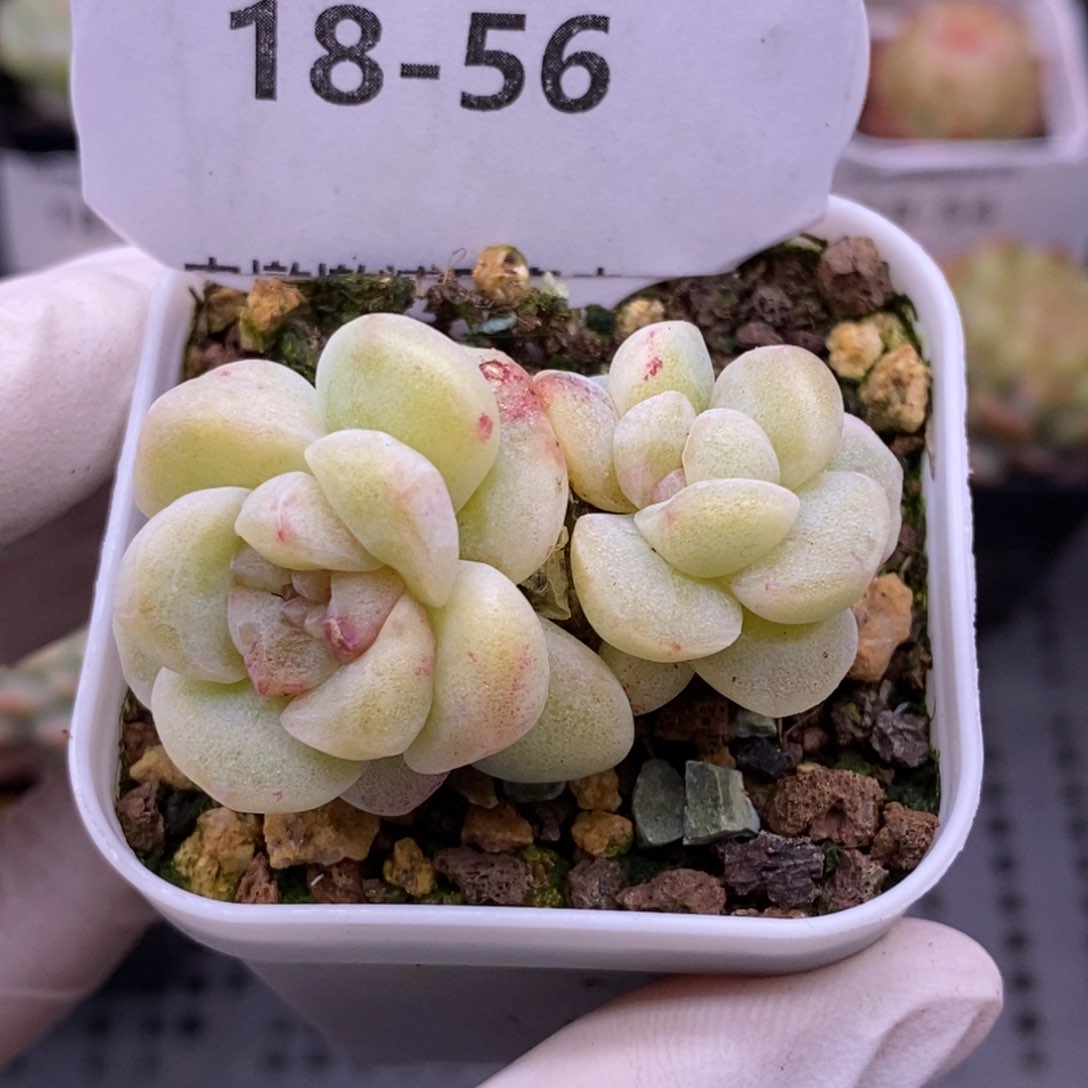 【闪购商品】18-56冰玉石化