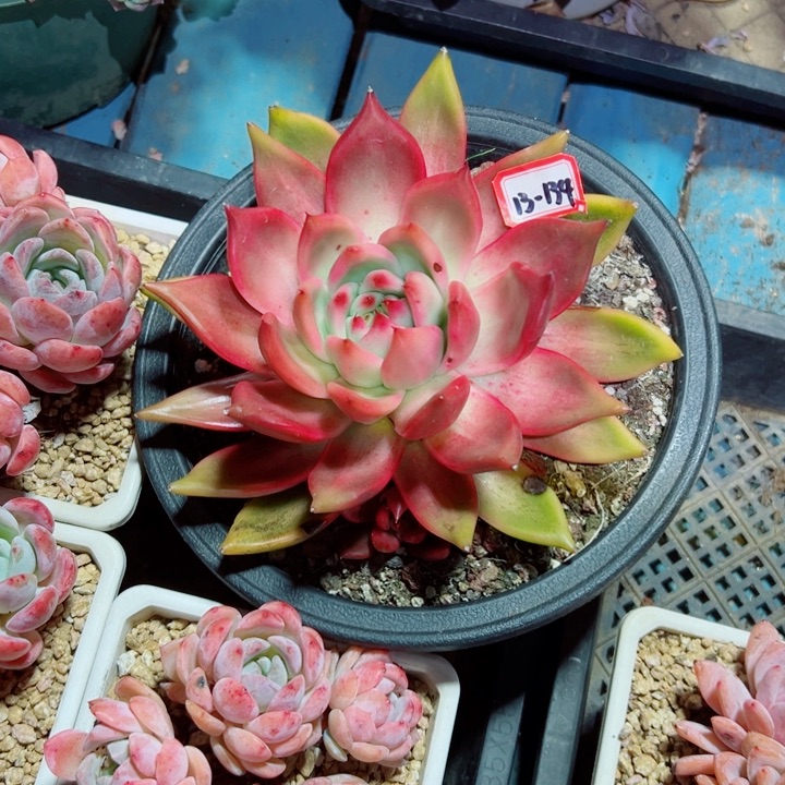 嘟***飞精品多肉植物老桩