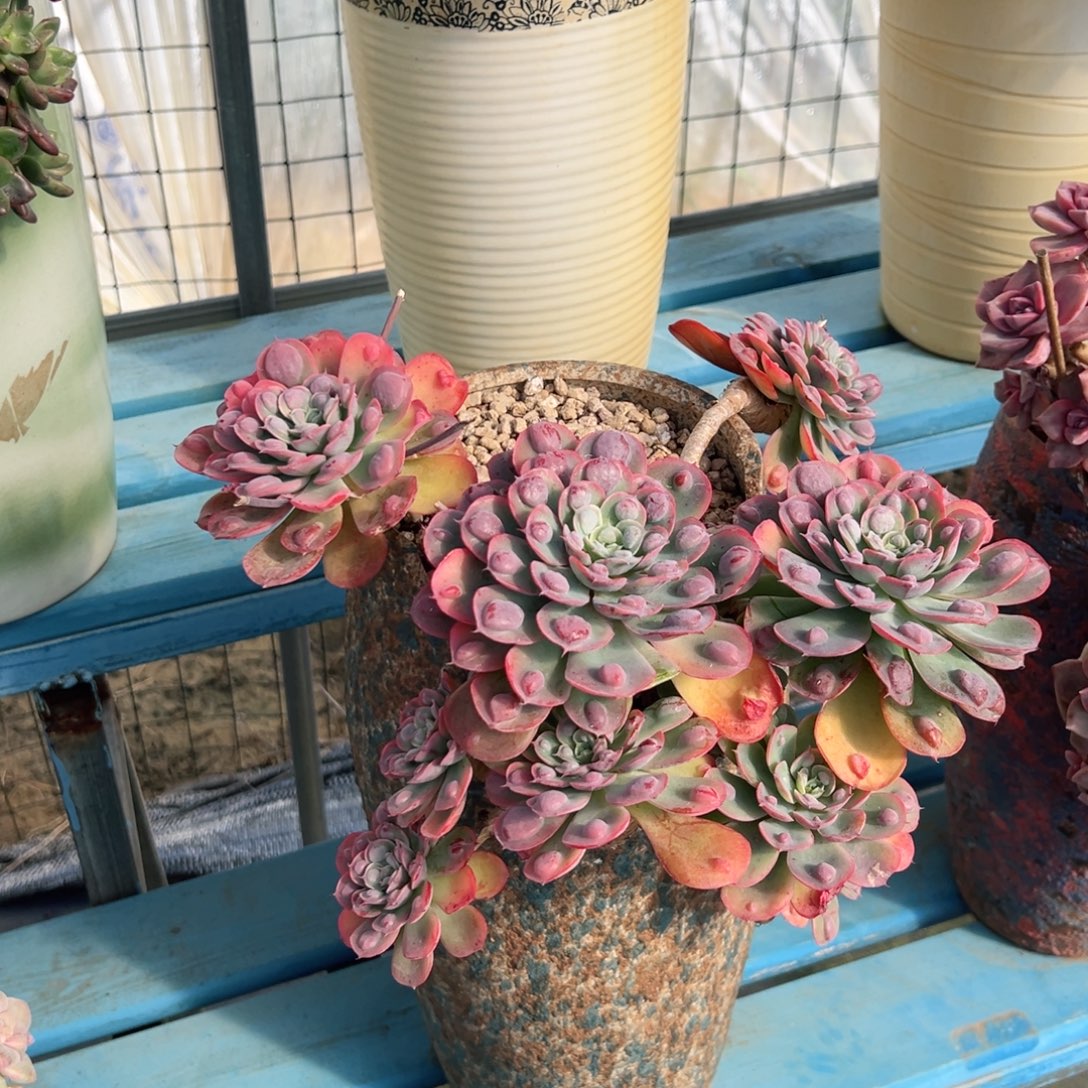 雨滴带盆物流自理