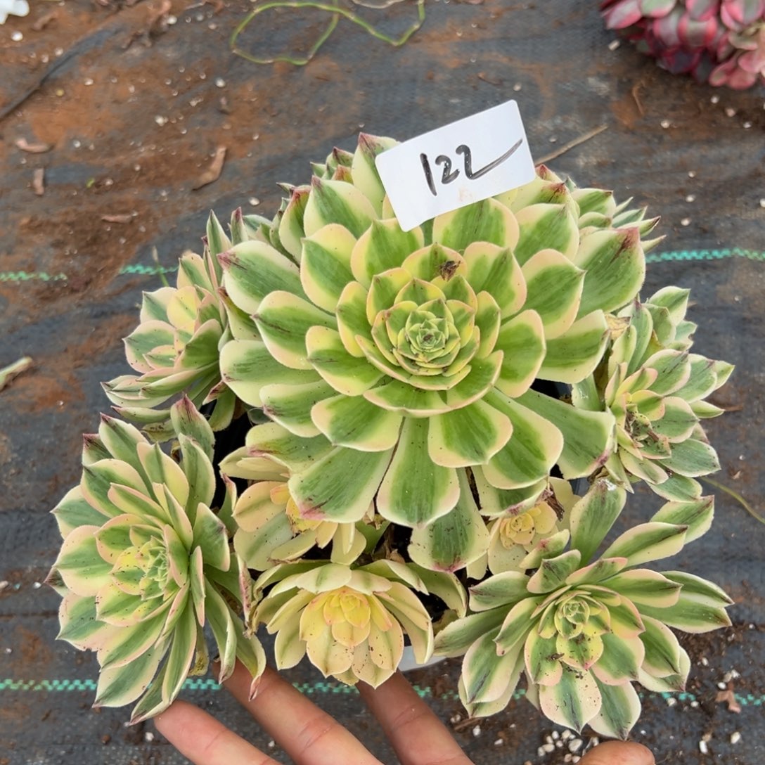 多肉植物122脱土的