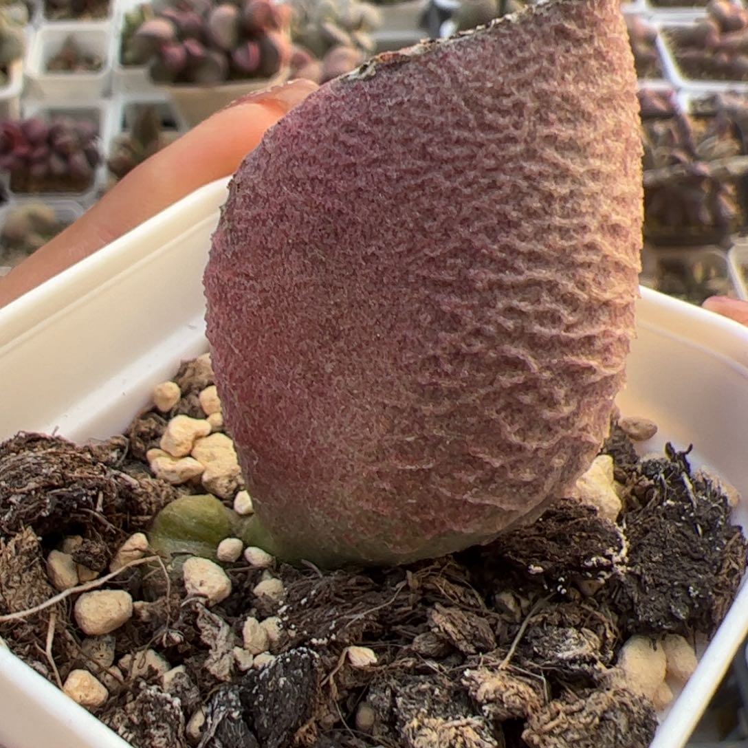 母叶有晒伤猪肝多肉植物水泡