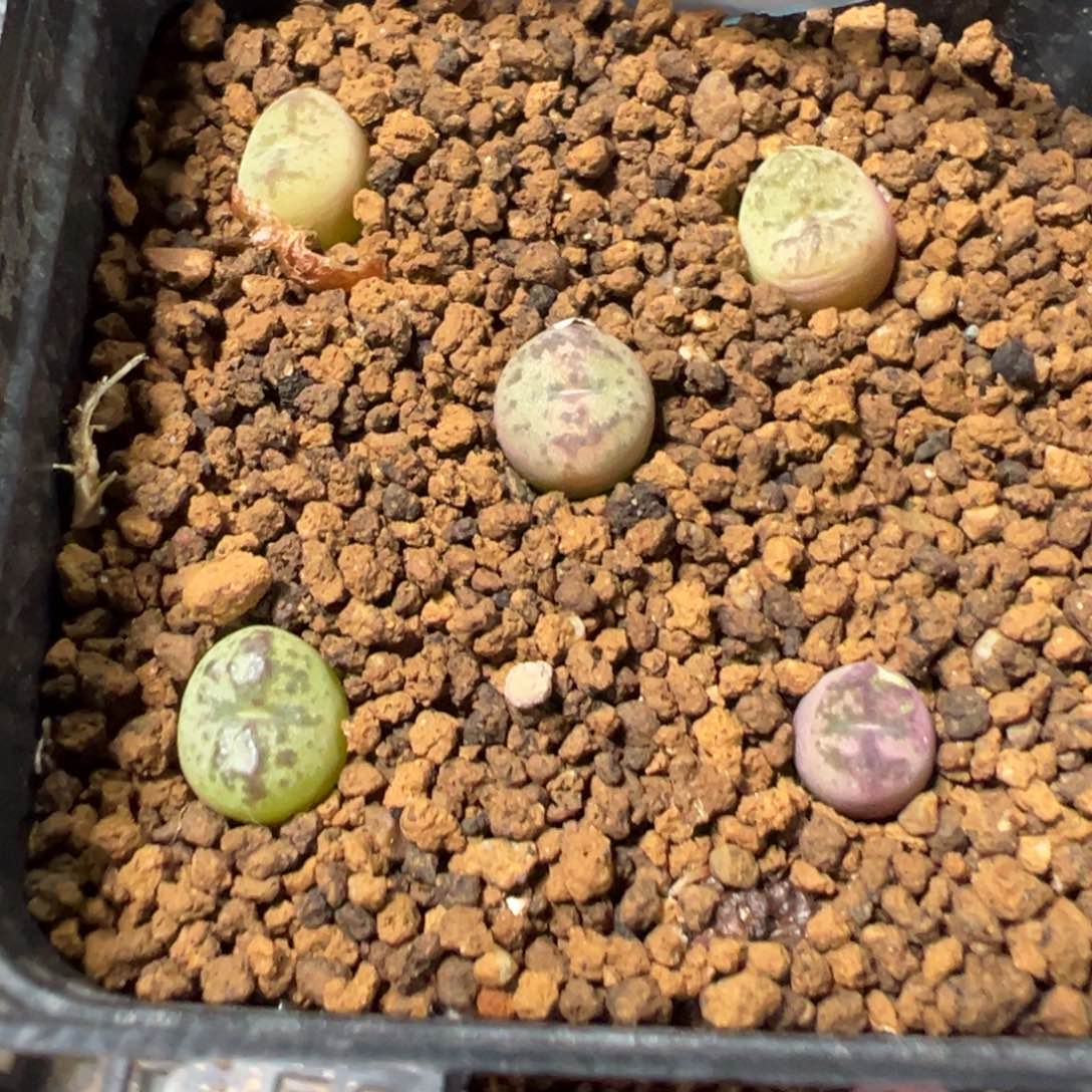 16-148量拍吕毛杂一颗