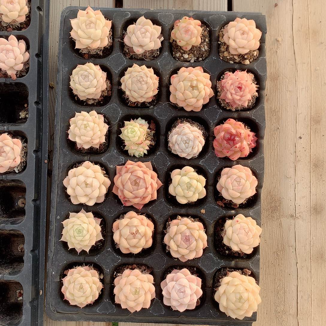 精选麦秆24颗多肉