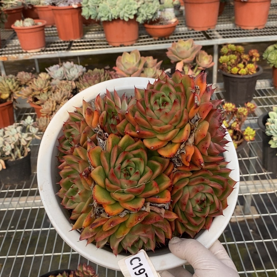 19789东云群一物一拍