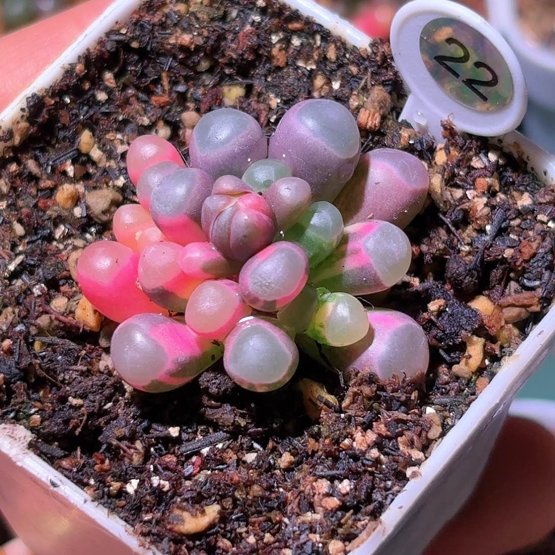 1个有锦花苞22号五十铃玉锦多肉植物锦一物一拍带盆土